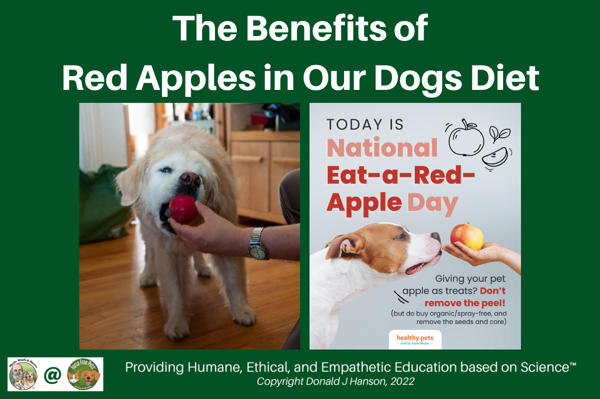 Picture of The Benefits of Red Apples in Our Dogs Diet - Force Free Pets